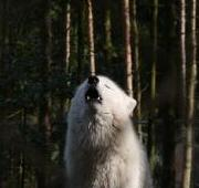 Lobo Polar, aullando