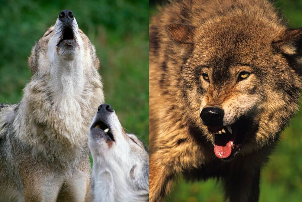 lobos aullando y gruñendo