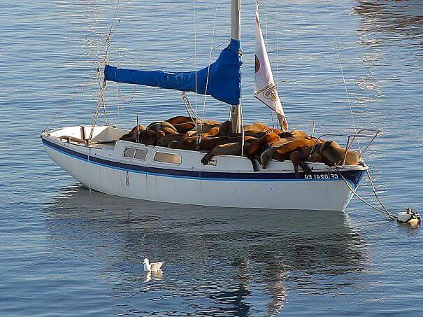 lobos marinos en barco