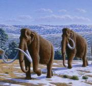 Los mamuts lanudos fueron llevados a la extinción por el cambio climático y los impactos humanos.