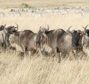 Los ñus en el Masaai Mara