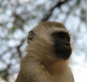 Los rasgos faciales de un Mono Vervet de África Oriental