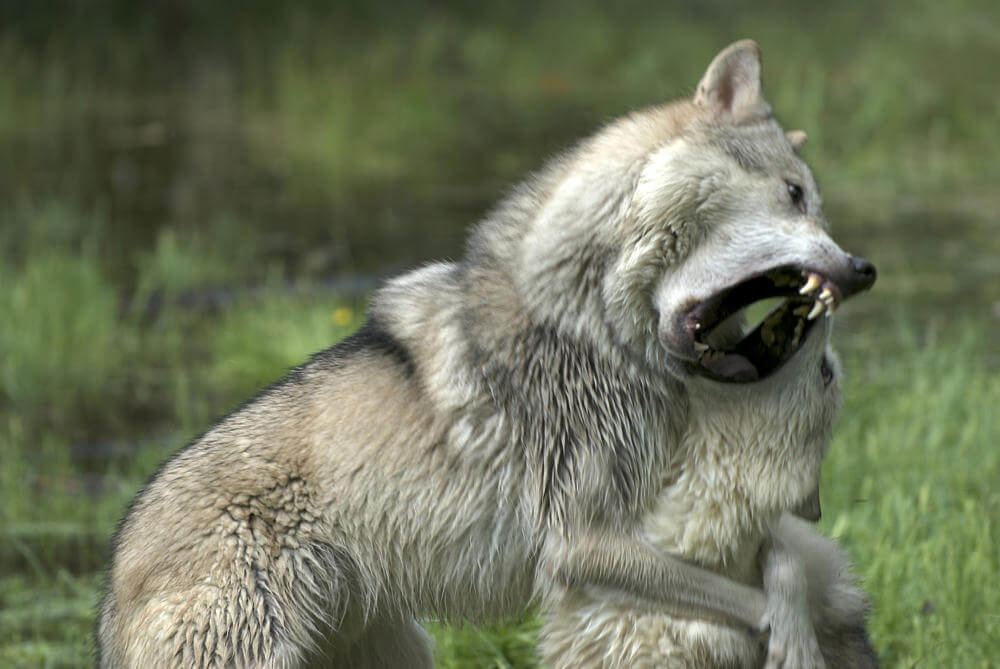 lucha de lobos