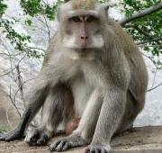 Macaco (Macaca fascicularis), en el templo de Pura Pulaki (Isla de Bali, Indonesia)