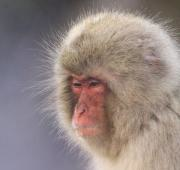 Macaque japonés