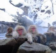 Macaques Japoneses (Macaca fuscata), Termas Jigokudani