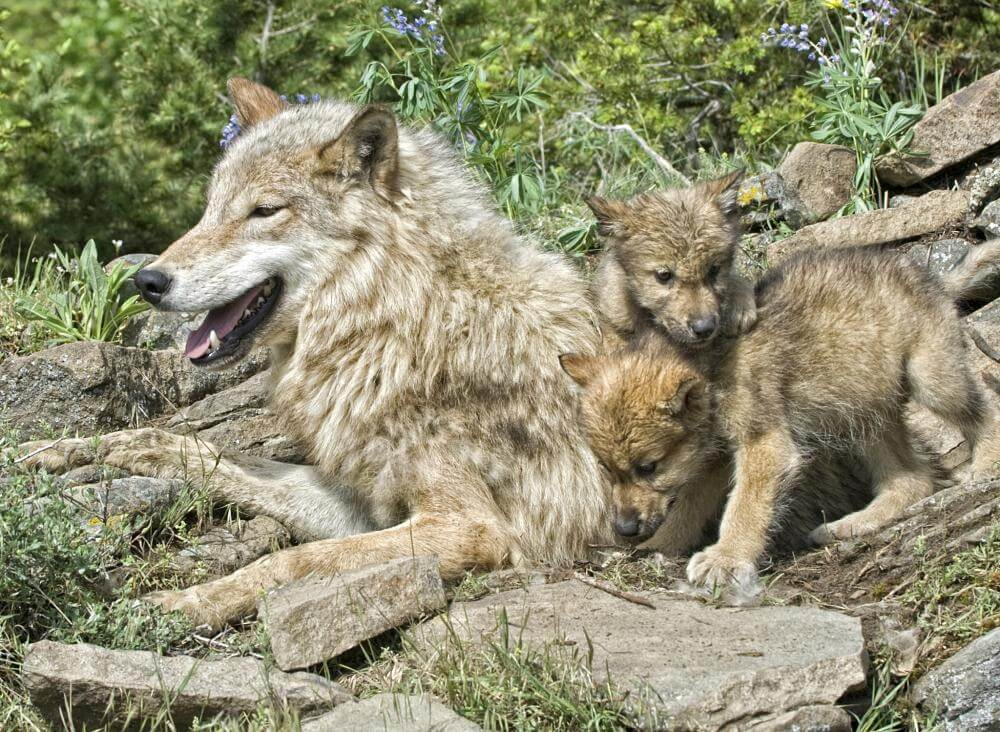 madre lobo y bebés