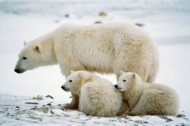 madre oso polar y cachorros