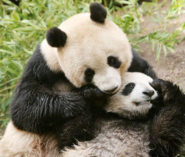 Madre panda y bebé abrazando a su bebé
