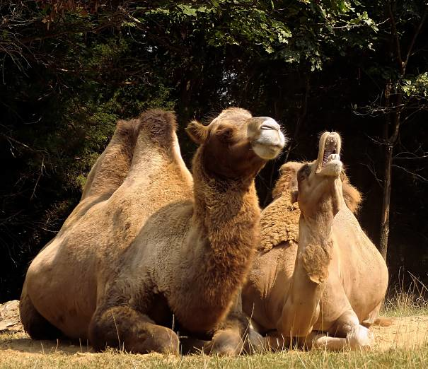 Madre y cría del camello bactriano