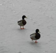 Mallards en estanque congelado