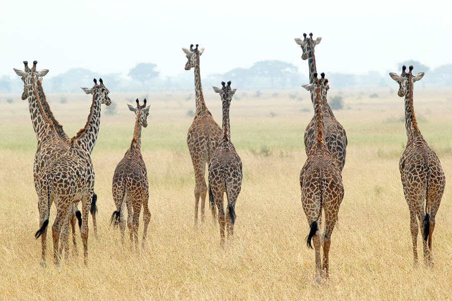 manada de jirafas masai