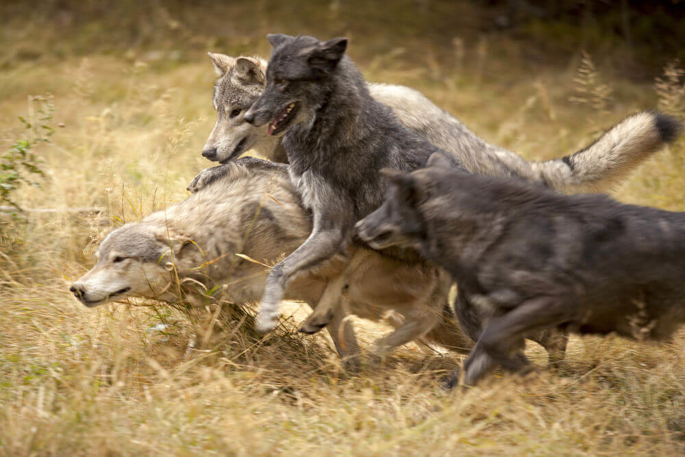 manada de lobos corriendo