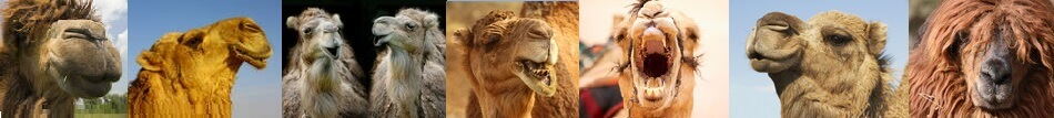 maravillosos camellos