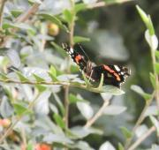 Mariposa (Papilionoidea)