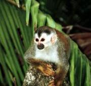 Mono ardilla, Costa Rica