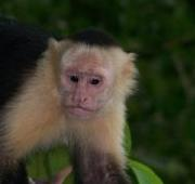 Mono capuchino cara blanca en el Parque Nacional Manuel Antonio en Costa Rica