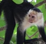 Mono capuchino de cara blanca (Cebus capucinus) en el Parque Nacional Manuel Antonio, Costa Rica.