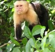 Mono Capuchino silvestre (Cebus capucinus), en un árbol cerca de la ribera de un río en las selvas de Guanacaste, Costa Rica.