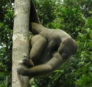 Mono lanoso marrón, Río Taruma, Brasil