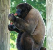 Mono lanoso marrón en el zoológico de Louisville