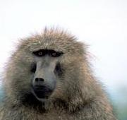 Mono (Macaca Fascicularis)