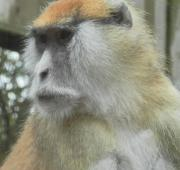 Mono Patas en el Zoo de Colchester
