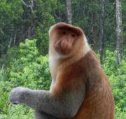 Mono Probóscico Masculino, Bahía de Labuk cerca de Sandakan