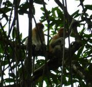Monos salvajes de probóscide, Bandar Seri Begawan