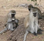 Monos Vervet en Samburu
