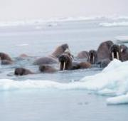 Moras (Odobenus rosmarus divergens), transportadas sobre hielo del mar de Bering, Alaska