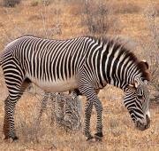 Mujer Grevyis Zebra (Equus grevyi) en Kenia
