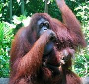 Mujer Sumatra Orang-utan con niño, Singapur Zoo