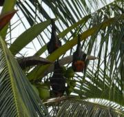 Murciélagos en una palmera en Kampung Juara, Pulau Tioman