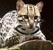 Ocelot (Leopardus pardalis) también conocido como leopardo pintado