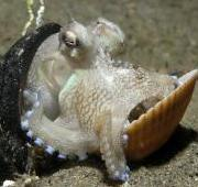 Octopus marginatus se esconde entre dos proyectiles de Timor Oriental