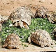 Once tortugas estelares indias se alimentan en un zoológico
