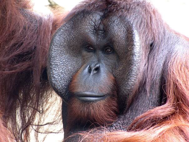 Orangután borneano