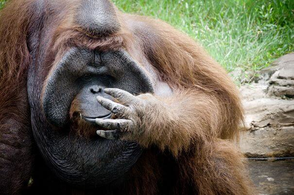 orangután bridado