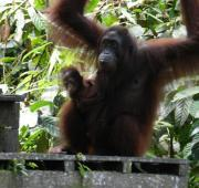 Orangután de Bornean con su bebé en el Centro de Rehabilitación Sepilok Orangután, Sabah