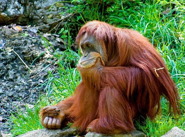 Orangután sumatran profundamente pensado