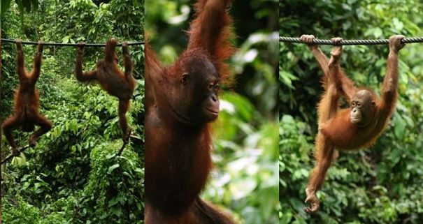 orangutanes trepando