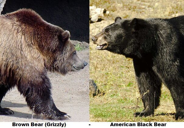 osito pardo oso negro lado a lado comparación
