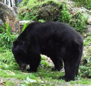 oso negro asiático (Ursus thibetanus) en el Parque Zoológico del Himalaya Padmaja Naidu en Darjeeling, India
