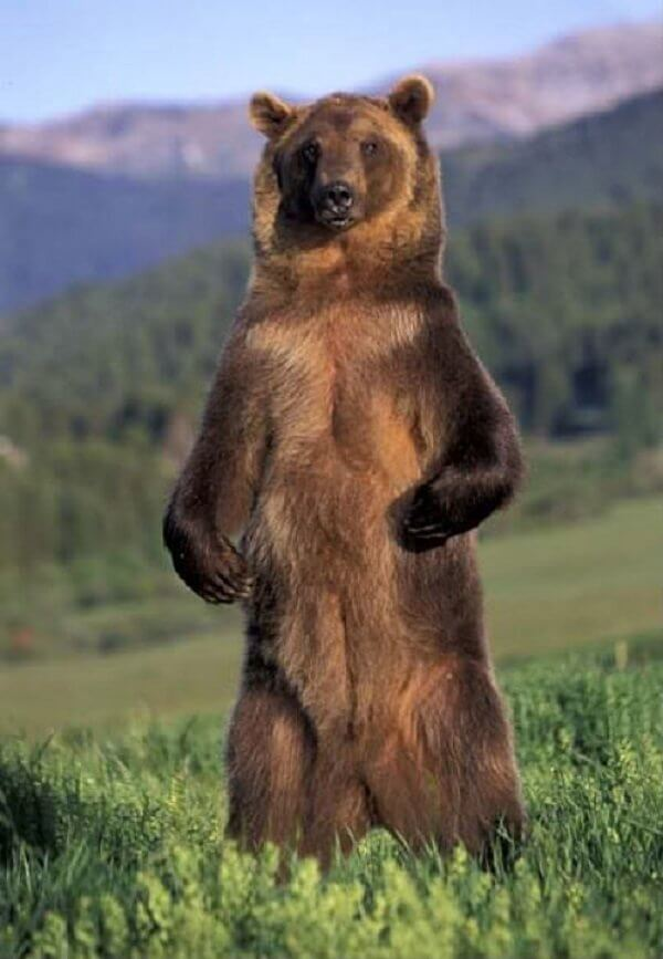 oso pardo de pie