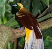 Pájaro menor del paraíso (Paradisaea minor)