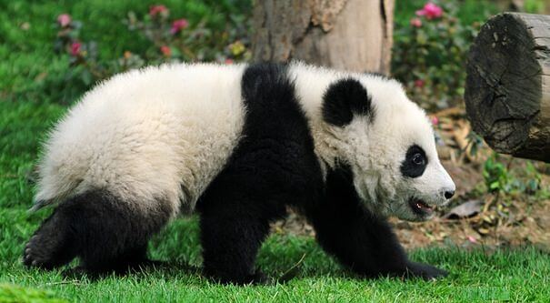 panda bebé