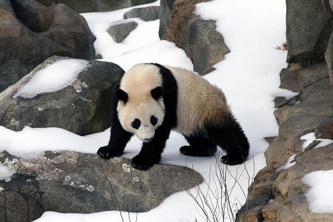 panda en la nieve