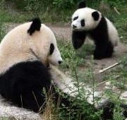 Panda gigante (mujer adulta y joven oso de 10 meses) en el Tiergarten Schonbrunn de Viena