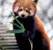 Panda Roja comiendo bambú